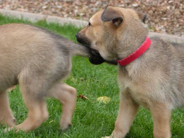 chinook dog